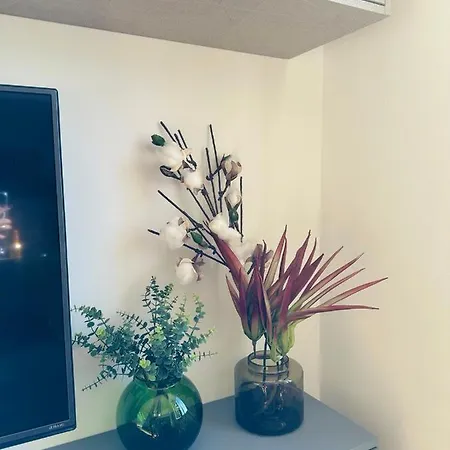 Alocasia Luxury *
